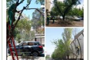 اجرای خشکه زنی درختان در بوستانها و معابر شمال شرق پایتخت