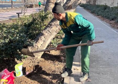 چنارهای منطقه ۲ جانی دوباره می‌گیرند