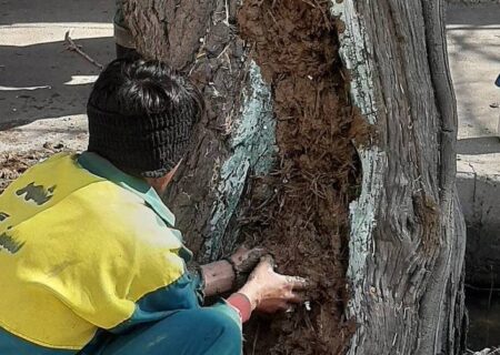 احیا و نجات درختان کهنسال محله طرشت با اجرای طرح ترمیم تنه /جوانی دوباره برای درختان کهنسال محله طرشت