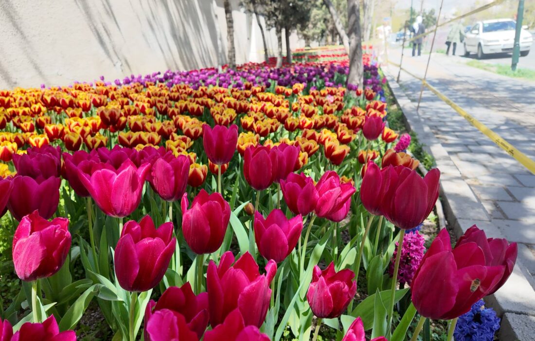 لالهها در منطقه۲ به احترام روزهای ایثار شکفتند