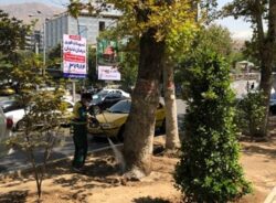 عملیات تخصصی شهرداری منطقه یک برای صیانت از چنارهای میدان تجریش